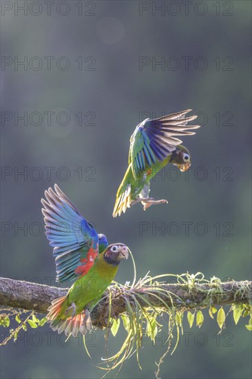 Brown-hooded parrots