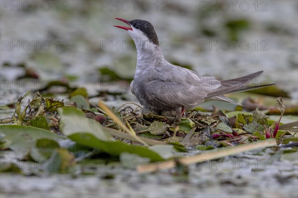 White-bearded Tern