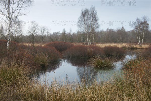 Bog myrtle