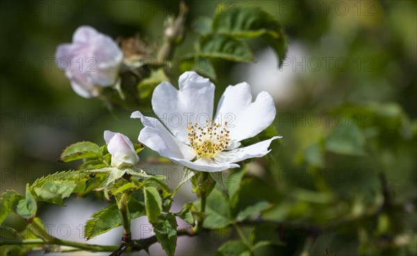 White flower