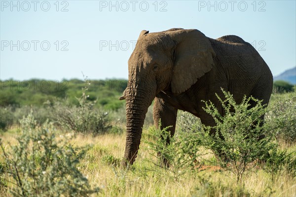 African elephant