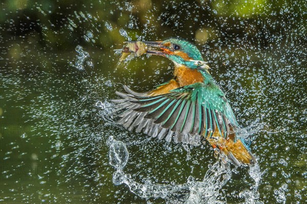 Common kingfisher