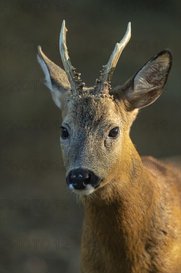 European roe deer