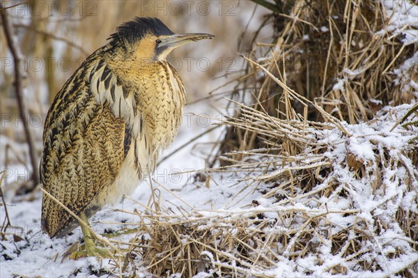 Eurasian bittern