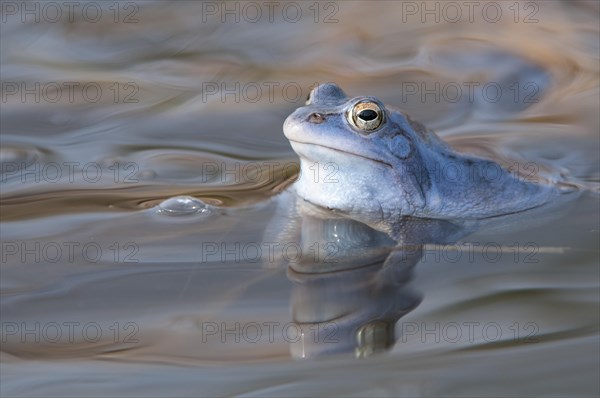 Moor frog