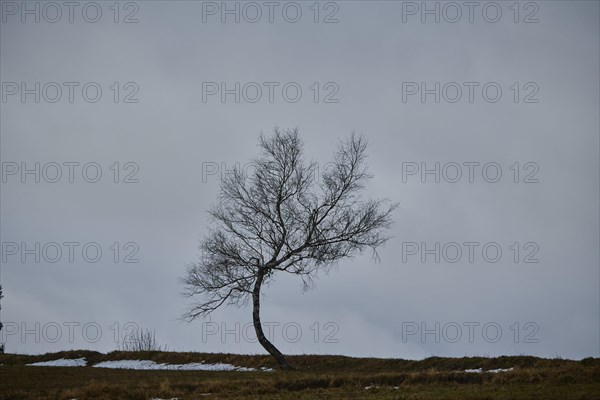 Silver birch