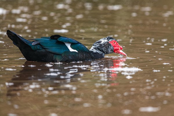 Muscovy Duck