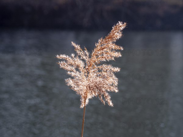 Common reed