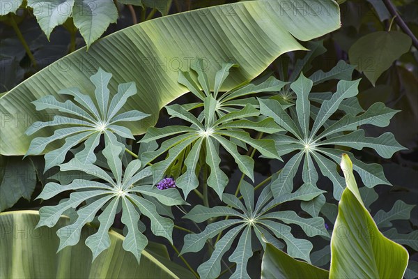 Hardy Tapioca plants