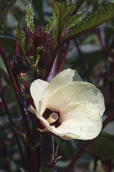 Okra