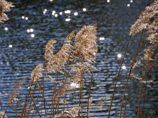 Common reed