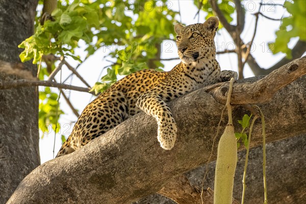 African leopard