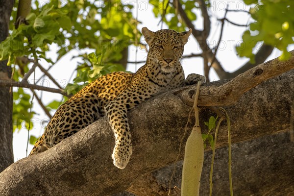 African leopard