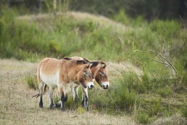 Przewalski's horse