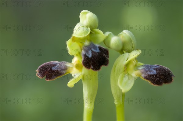 Sombre bee-orchid