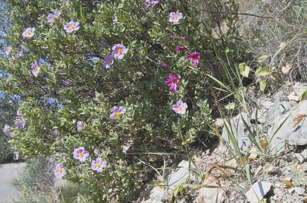 White-leaved rock rose