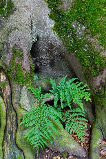 Fern leaves growing between beech roots