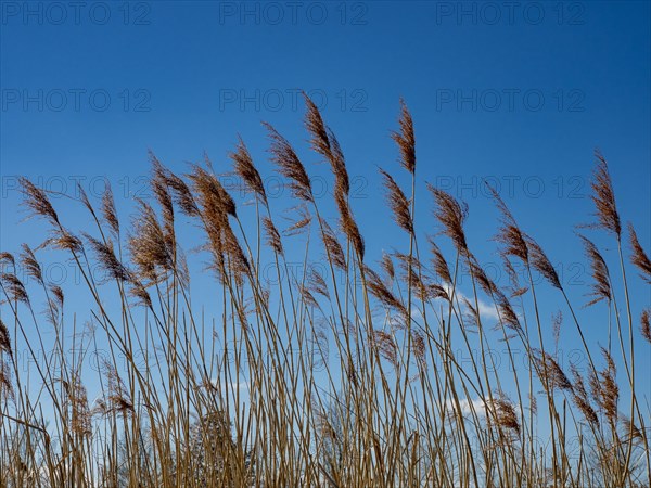 Common reed