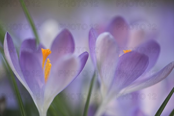 Early Crocus