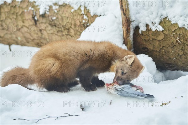 European pine marten