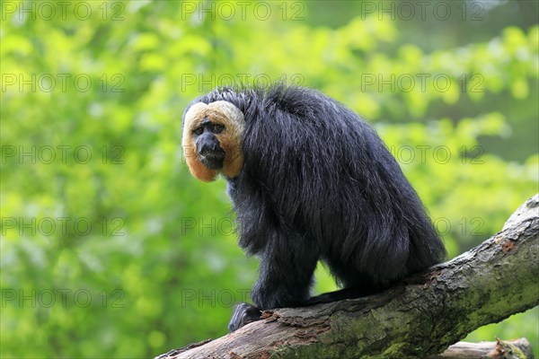 White-faced saki