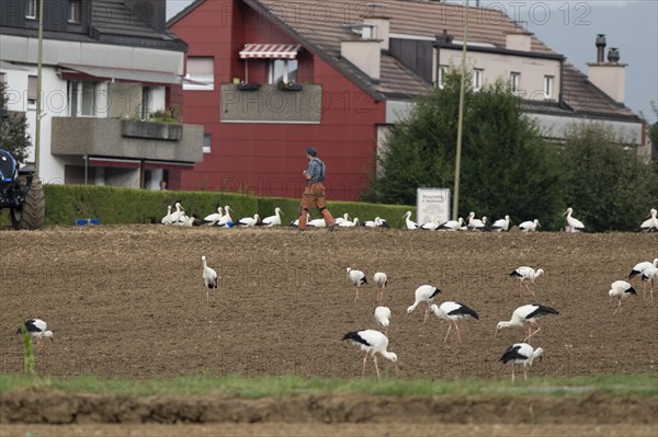 White stork