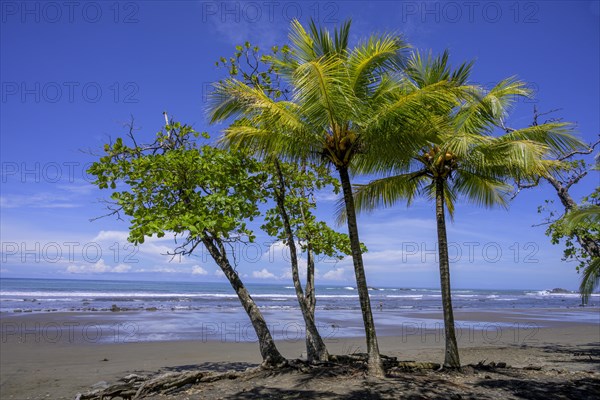 Palm trees at Dominicalito Beach