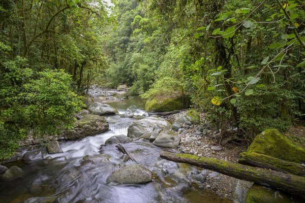 Forest on the Rio Savegre