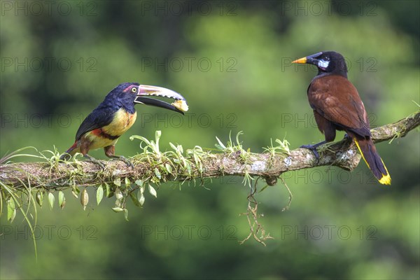 Montezuma oropendola