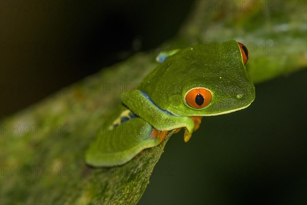 Red-eyed tree frog