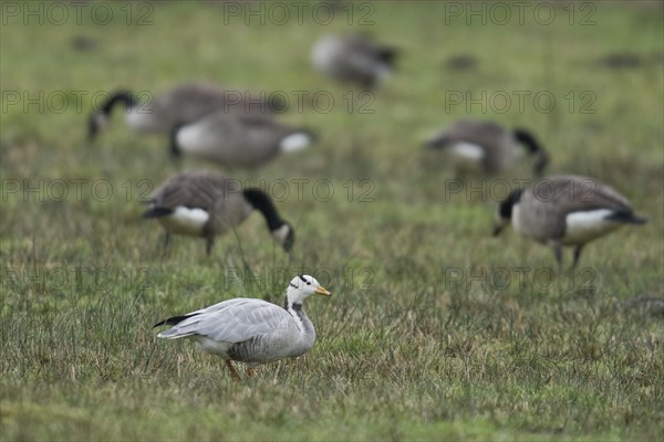 Bar-headed goose