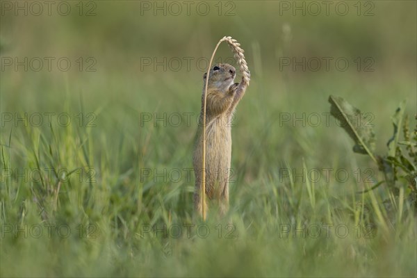 European ground squirrel