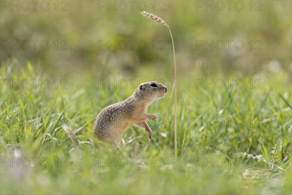 European ground squirrel