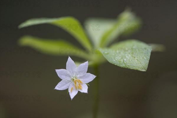 Chickweed wintergreen