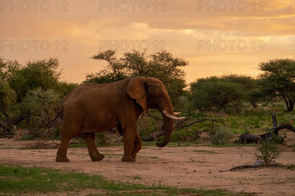 African elephant