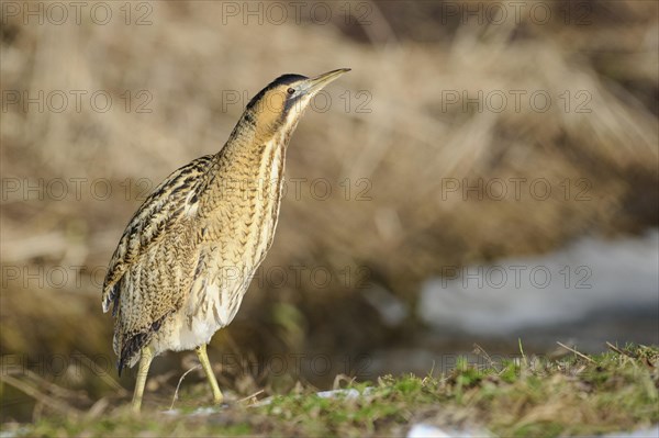 Eurasian bittern