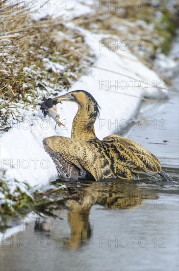 Eurasian bittern