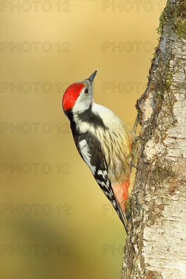 Middle spotted woodpecker