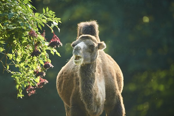 Bactrian camel