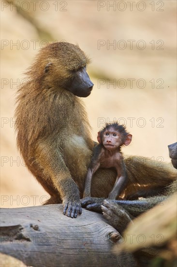 Guinea baboon