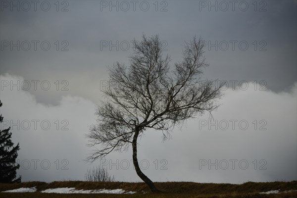 Silver birch