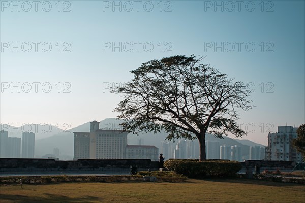 Tree silhouette with blue sky background on the Mount Fortress observation deck in Macau