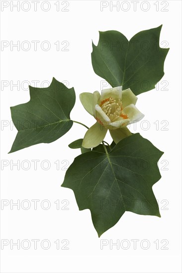 Tulip tree