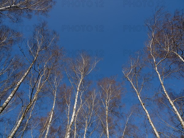 Warty birch