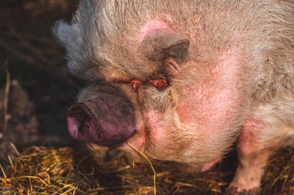 Pot-bellied pig