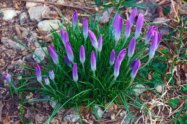 Woodland crocus