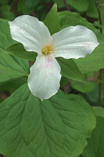 White trillium