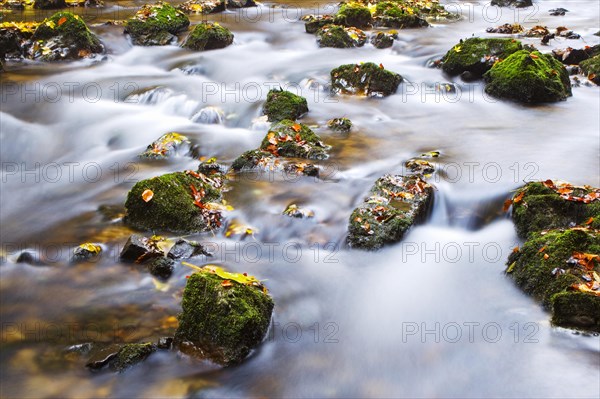 Zellerache flows through autumn forest in morning mist