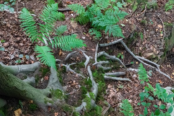 Beech roots reach into the soil