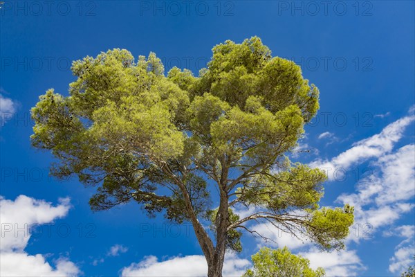 Aleppo pine